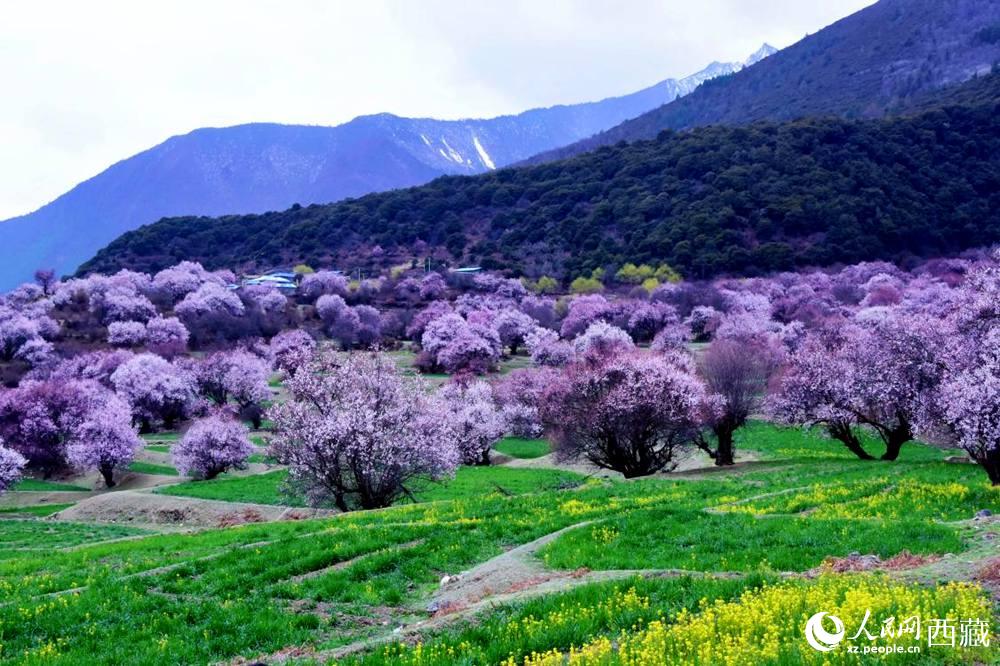 一樹樹野桃花開得正艷。人民網(wǎng) 李海霞攝