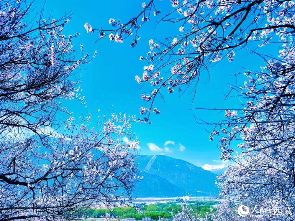 桃花在藍(lán)天白云的映襯下分外好看。人民網(wǎng) 李海霞攝