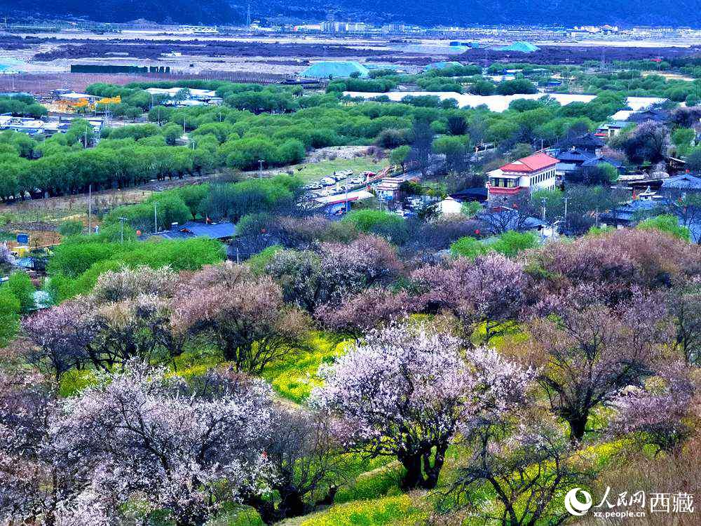 漫山開放的野桃花。人民網(wǎng) 李海霞攝