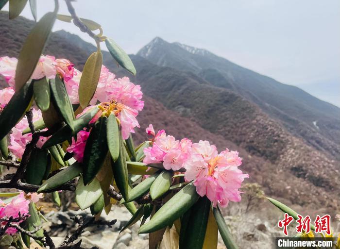 近日，西藏自治區(qū)山南市加查縣索囊溝的杜鵑花競相綻放?！∪轿木?攝