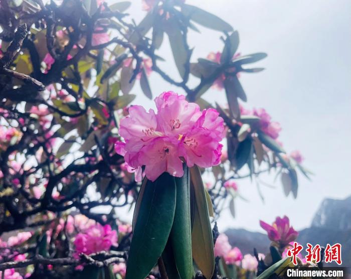 近日，西藏自治區(qū)山南市加查縣索囊溝的杜鵑花競相綻放?！∪轿木?攝