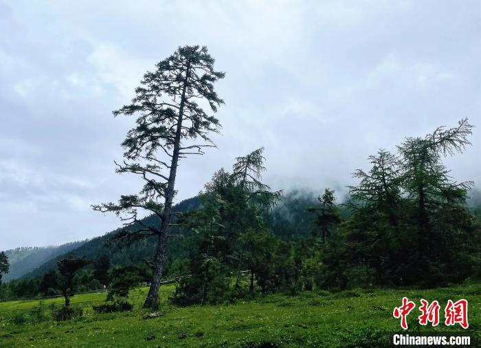 6月10日，魯朗小鎮(zhèn)高山牧場(chǎng)景區(qū)風(fēng)光?！∪轿木?攝