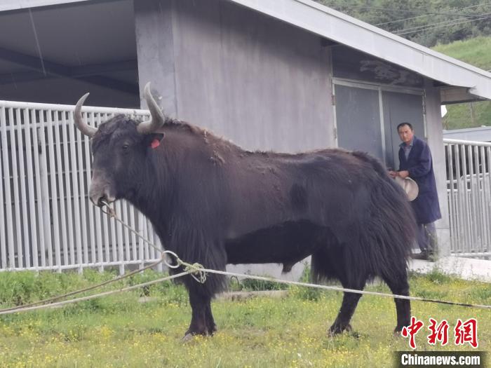 探訪全國最大牦牛產(chǎn)學(xué)研基地：“大通牦?！备牧己笠峒s180萬頭