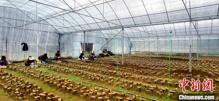圖為紅太陽科技示范家庭農(nóng)場組織民眾采收靈芝。　平措旺青供圖