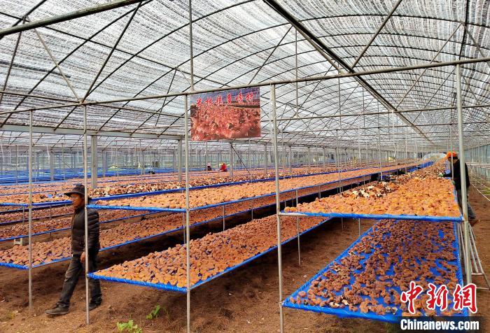 圖為紅太陽科技示范家庭農(nóng)場采收的靈芝?！∑酱胪喙﹫D
