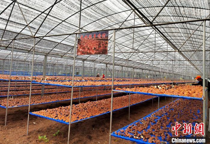 圖為紅太陽科技示范家庭農(nóng)場采收的靈芝?！∑酱胪喙﹫D