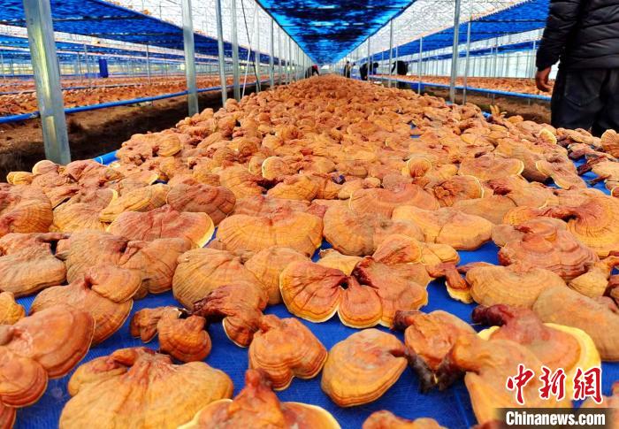 圖為紅太陽科技示范家庭農(nóng)場采收的靈芝?！∑酱胪喙﹫D