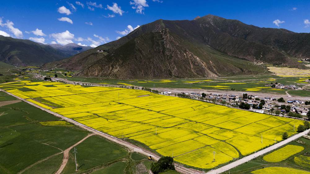 西藏墨竹工卡縣油菜農(nóng)田。