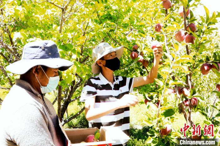 圖為西藏阿里札達(dá)縣底雅鄉(xiāng)村民在自家果園采摘果實(shí)?！“⑼?攝