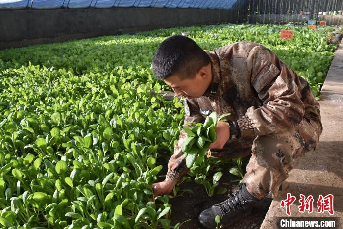 圖為阿里軍分區(qū)某邊防團官兵在溫室摘菜?！￡悋[岳 攝
