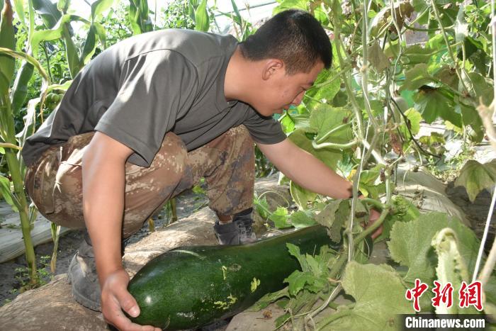 圖為阿里軍分區(qū)某邊防團官兵在溫室摘菜?！￡悋[岳 攝