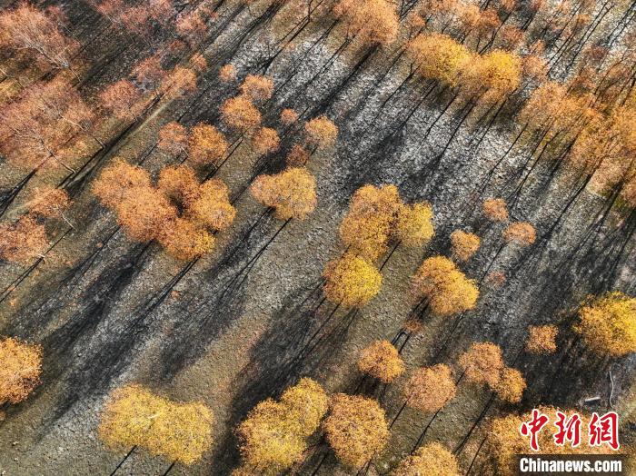 入冬時節(jié)，雅魯藏布江畔的樹林一片金黃。　董志雄 攝