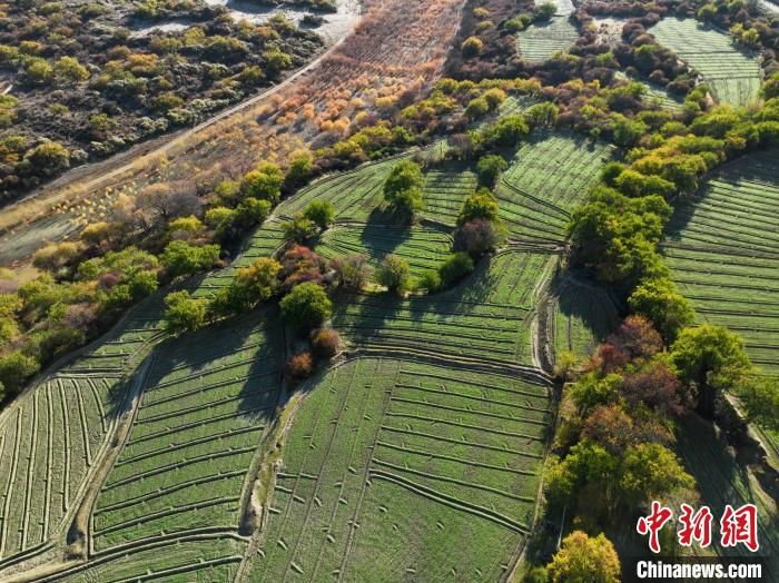 圖為11月8日，雅魯藏布江畔的高原梯田。　董志雄 攝