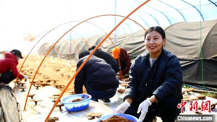 圖為農(nóng)民采收靈芝孢子粉?！∴嚢?攝