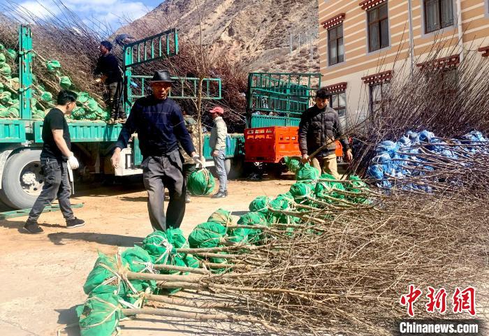 民眾搬運(yùn)苗木?！〔际忻⒖悼h委宣傳部供圖