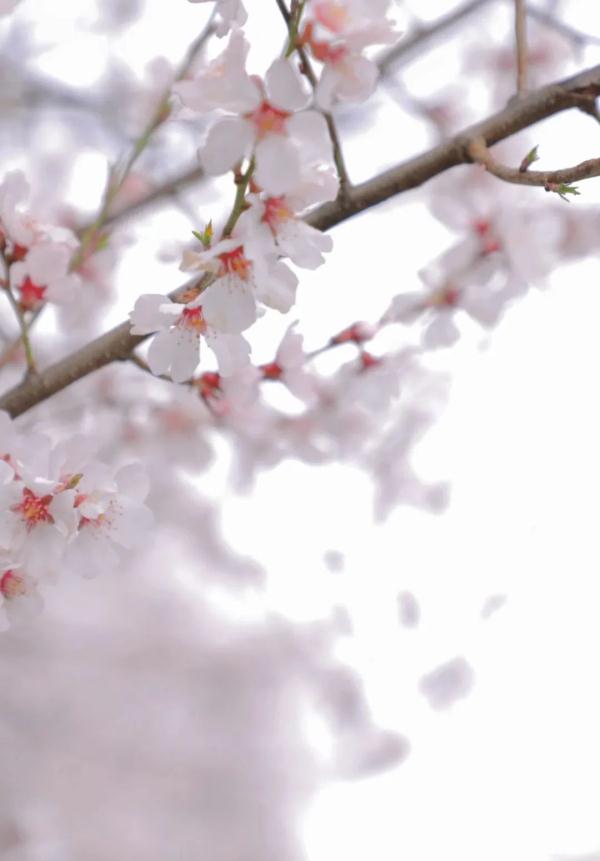 人間桃花源！林芝桃花有多絕？
