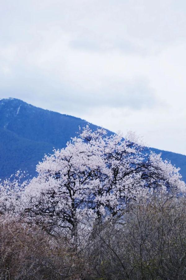 人間桃花源！林芝桃花有多絕？