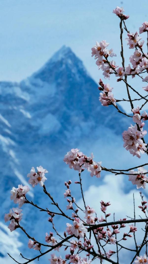 人間桃花源！林芝桃花有多絕？