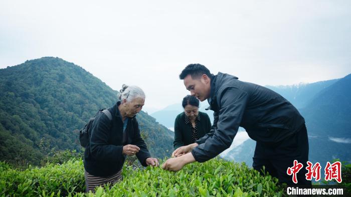 圖為銀發(fā)旅游體驗(yàn)團(tuán)兩位老人體驗(yàn)采茶。　西藏專項(xiàng)旅游協(xié)會供圖