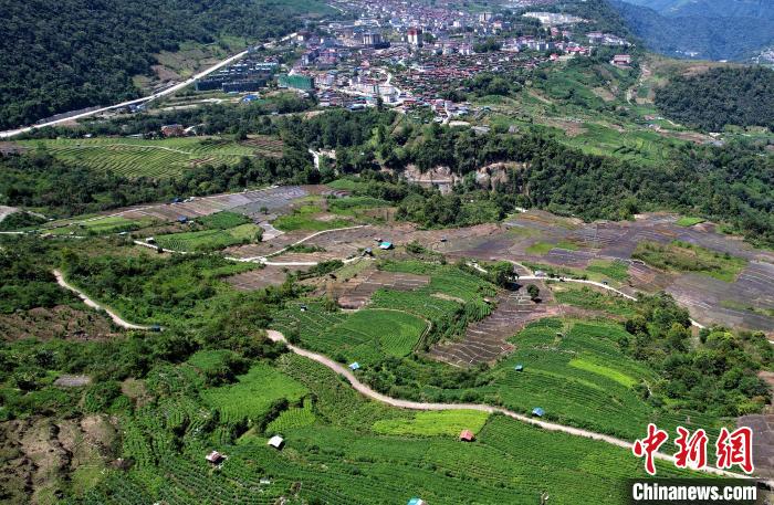 圖為西藏林芝市墨脫縣城附近的茶田。(無人機照片) 李林 攝
