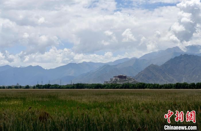圖為6月22日，西藏拉薩拉魯濕地?！±盍?攝