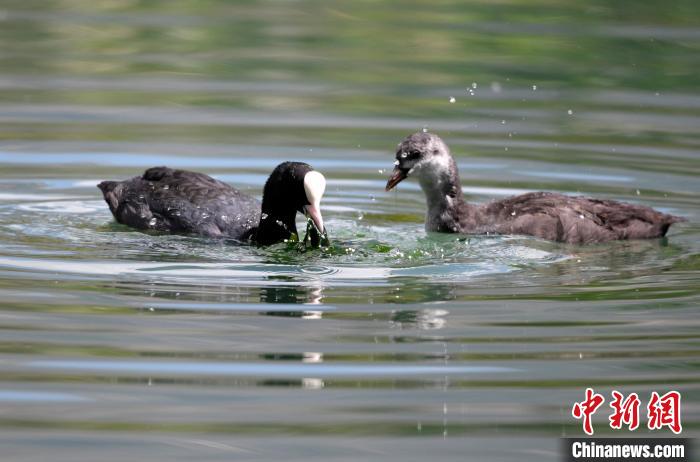 圖為6月22日，棲息在拉魯濕地內(nèi)的古頂雞?！±盍?攝