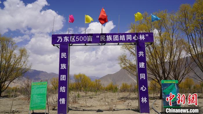 圖為“民族團結(jié)同心林”項目。　乃東融媒供圖