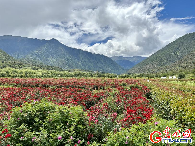 我們的家園丨工布花谷：高原花開香飄全國，產(chǎn)業(yè)經(jīng)濟增收致富