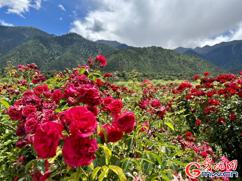 我們的家園丨工布花谷：高原花開香飄全國，產(chǎn)業(yè)經(jīng)濟增收致富