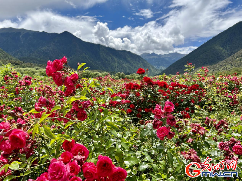 我們的家園丨【組圖】 綠水青山入畫，“金山銀山”筑起