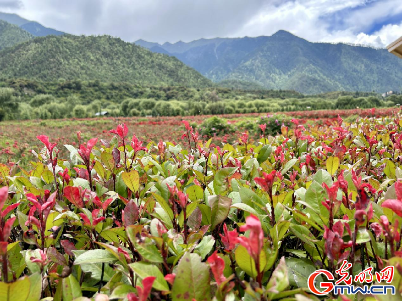 我們的家園丨【組圖】 綠水青山入畫，“金山銀山”筑起