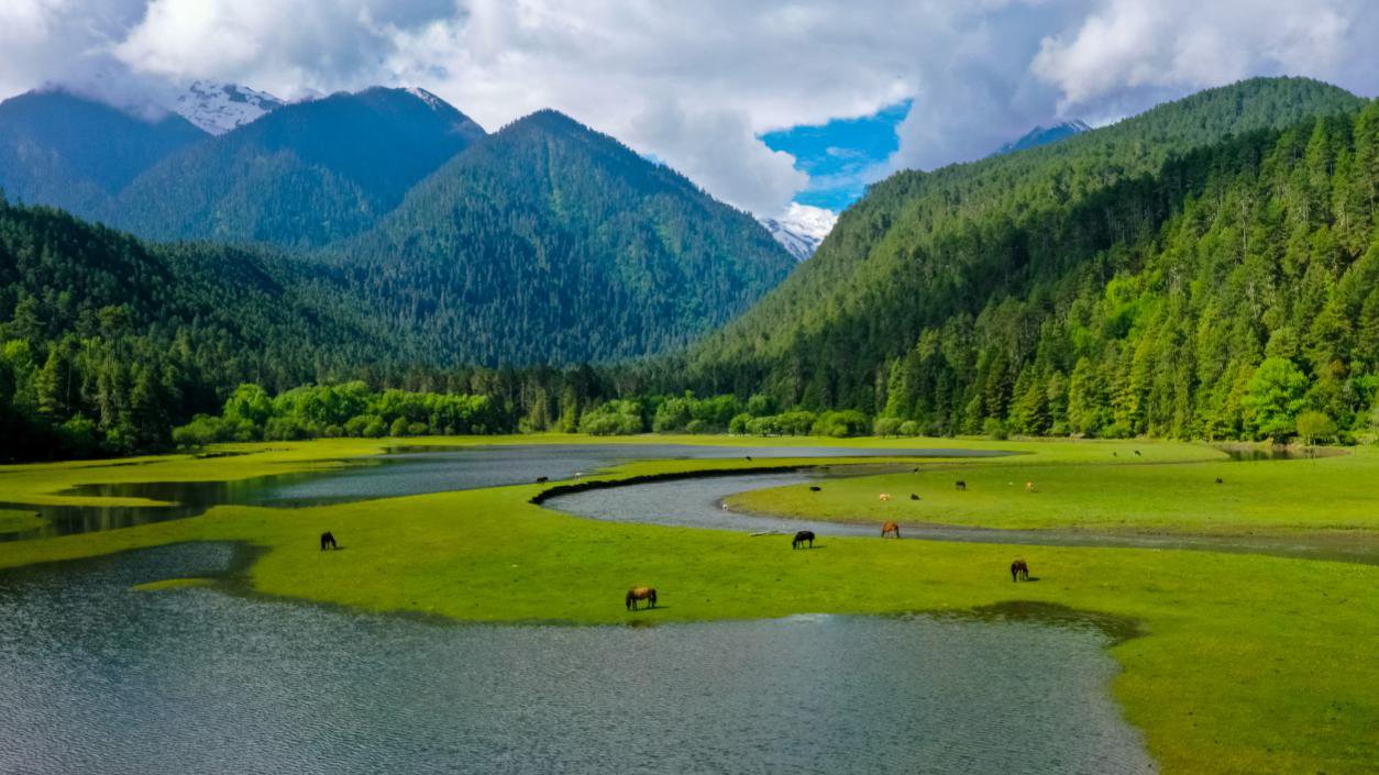 中國(guó)最美十大森林之一崗云杉林。西藏自治區(qū)旅發(fā)廳供圖