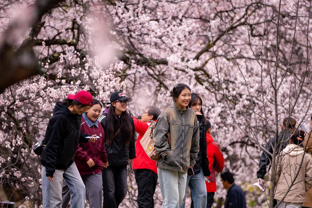 桃花盛開惹人醉，八方游客賞花來。徐馭堯攝