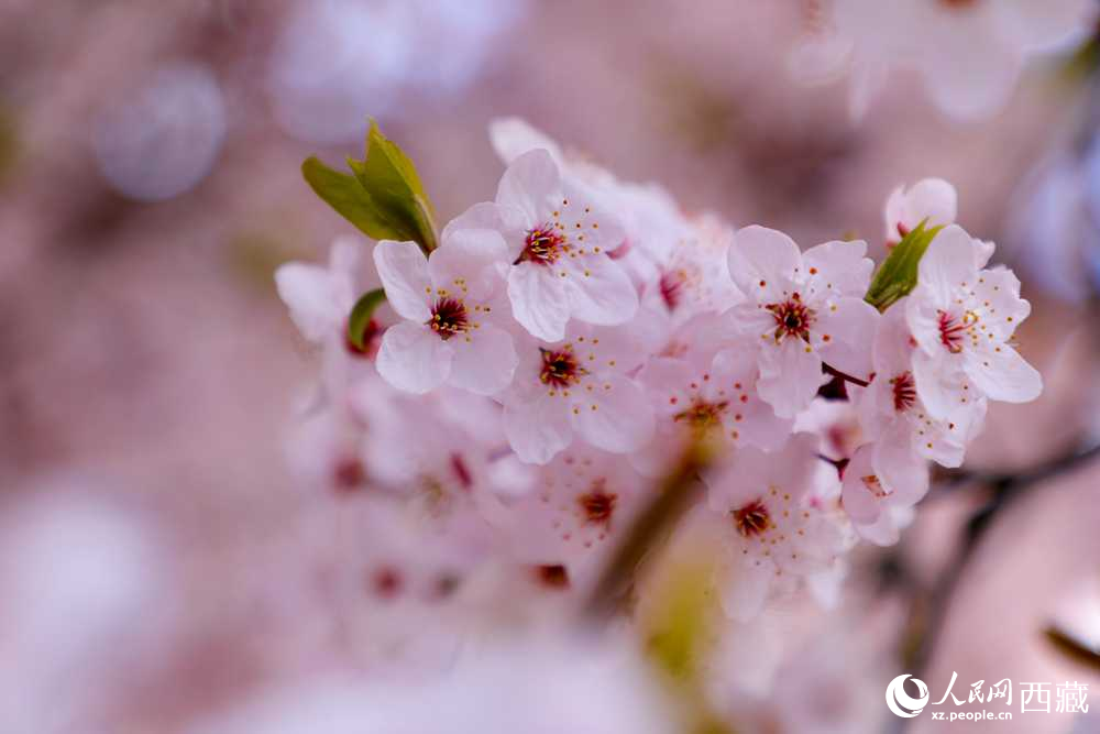 桃花盛開惹人醉。人民網(wǎng)記者 次仁羅布攝
