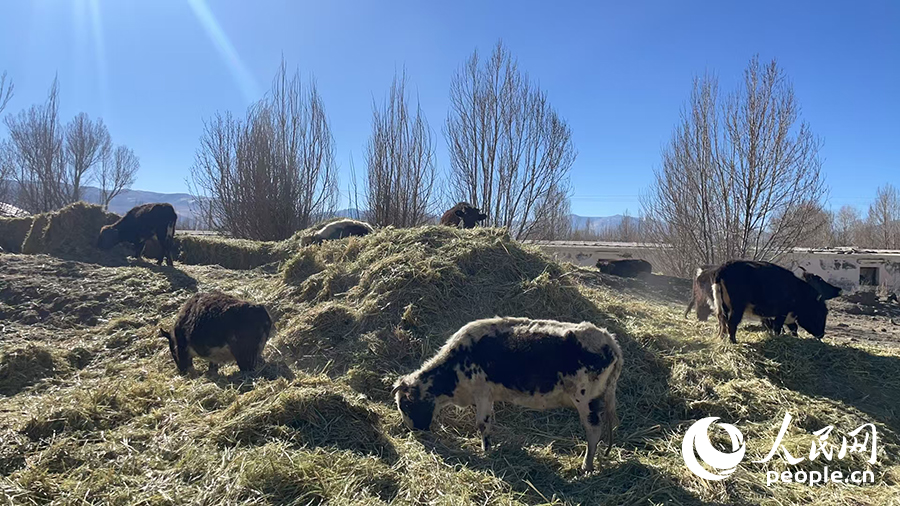 長所鄉(xiāng)森嘎村村民的牲畜在食用新鮮飼草。人民網(wǎng)記者 郝潔攝