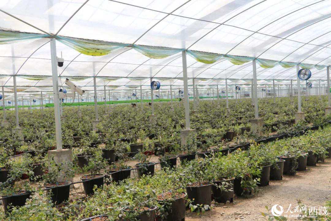 戈壁田園藍(lán)莓工業(yè)化種植基地。次仁龍布攝