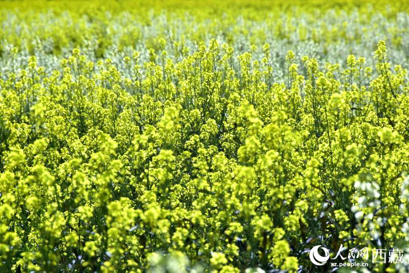 盛開的小油菜花。人民網(wǎng) 李海霞攝